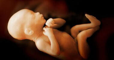 baby in womb
