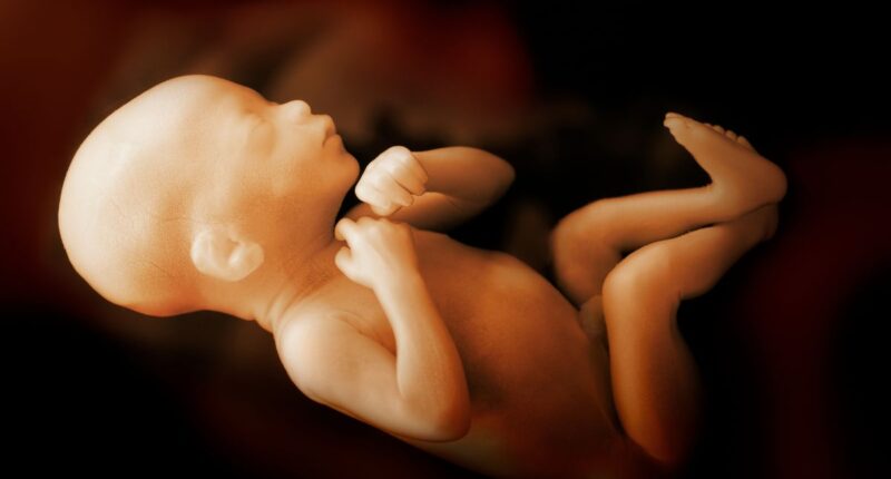 baby in womb