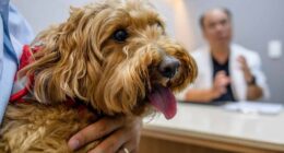 Why more people are going into pet debt — even when it causes ‘a great deal of anxiety’