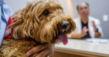 Why more people are going into pet debt — even when it causes ‘a great deal of anxiety’