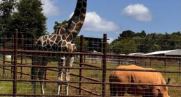 ‘Every 20 Minutes an Animal or Plant Goes Extinct’: Wildlife CSI Academy Hosts Unique Learning Event at Georgia Safari Conservation Park