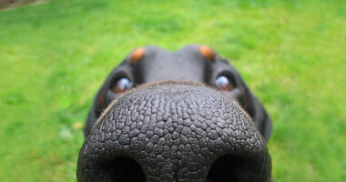 105 Nosy Dogs Who Want To Know What You’re Doing