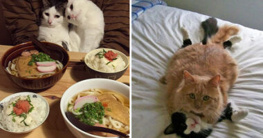 114 Cats Ready For Valentine’s Day
