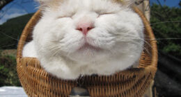 114 Of The Most Famous Cats On The Internet