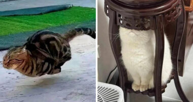 134 Times Cats Made Their Owners Laugh And They Had To Share Pics Online (New Pics)