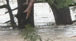 The unidentified girl was reportedly swept up for 12 miles before finding refuge in a tree