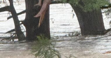 The unidentified girl was reportedly swept up for 12 miles before finding refuge in a tree