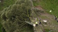 Sycamore Gap vandals to be sentenced over 'moronic' felling of historic tree they filmed themselves chopping down: Live updates