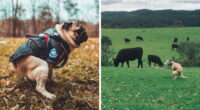2021 Pooping Dogs Calendar Is Finally Here, And This Year Contains A Puzzle