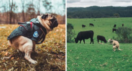 2021 Pooping Dogs Calendar Is Finally Here, And This Year Contains A Puzzle