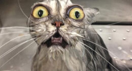 22 Hilarious Pictures Of Wet Cats