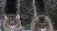 30 Pics Of Finnish Cats Living Their Best Winter Life