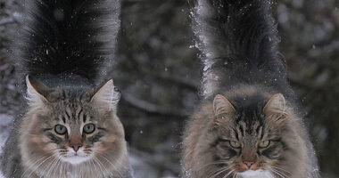 30 Pics Of Finnish Cats Living Their Best Winter Life