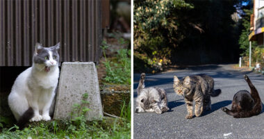 34 Pictures Of Unique Personalities Of Stray Cats As Captured By This Japanese Photographer (New Pics)