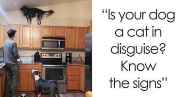 50 Dogs Who Clearly Think They’re Cats, And Honestly, No One Can Blame Them (New Pics)