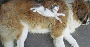 80 Cats Who Use Dogs As Pillows