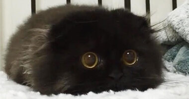 91 Cute Cats To Make Your Heart Melt