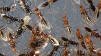 We were in the garden early one evening last week, planning to have supper with friends and enjoy the long, warm night. And then, we started to notice them. The ants.
