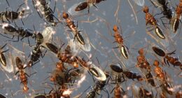 We were in the garden early one evening last week, planning to have supper with friends and enjoy the long, warm night. And then, we started to notice them. The ants.