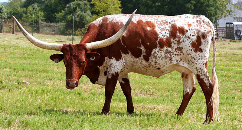 After 20 Years, Australia Reverses American Beef Ban.