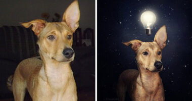 Artist Creates Surreal Pictures With Shelter Dogs To Help Find Them New Homes
