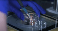 IVF