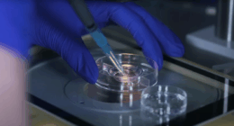 IVF