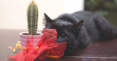 Black Cats Don’t Have Anything To Do With Bad Luck