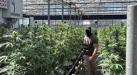 California Rep. Salud Carbajal Doxxed ICE Agent Who Participated In Raid at His Donor's Marijuana Farm – RedState
