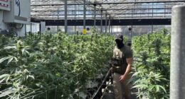 California Rep. Salud Carbajal Doxxed ICE Agent Who Participated In Raid at His Donor's Marijuana Farm – RedState