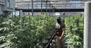 California Rep. Salud Carbajal Doxxed ICE Agent Who Participated In Raid at His Donor's Marijuana Farm – RedState