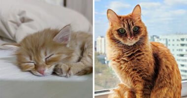 “Cat Grows”: This Group Shares Heartwarming “Then And Now” Photos Of Kittens Turning Into Cats (29 New Pics)