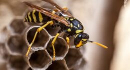 While officials said the nest has been disposed of, they noted that no wasps have been found (STOCK)