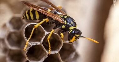 While officials said the nest has been disposed of, they noted that no wasps have been found (STOCK)