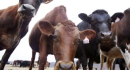 Colorado Deploys New Wildfire-Prevention Tool: Cows – RedState