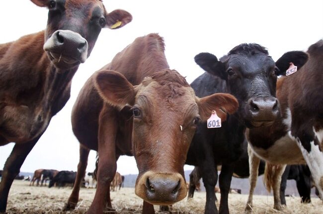 Colorado Deploys New Wildfire-Prevention Tool: Cows – RedState