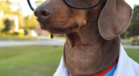 Cute Pets Turned Into Superheroes To Celebrate The Avengers Age Of Ultron Release