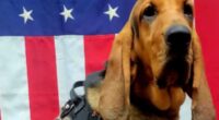 Deputy fired after police dog dies in hot patrol car