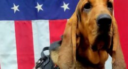 Deputy fired after police dog dies in hot patrol car