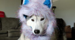Dogs That Cosplay - TVovermind