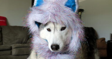 Dogs That Cosplay - TVovermind