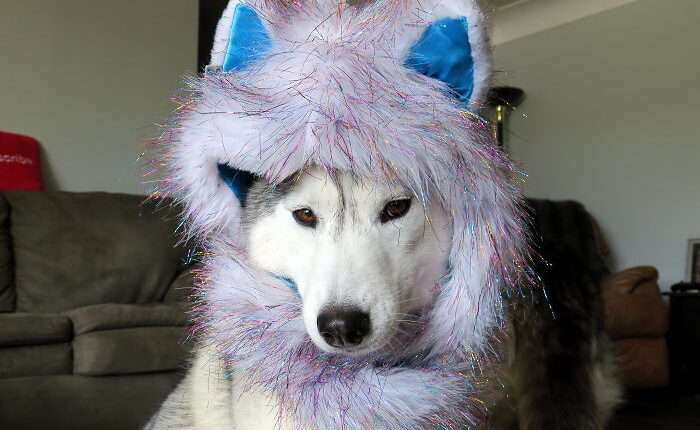 Dogs That Cosplay - TVovermind