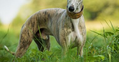 The summer months are the most dangerous when it comes to foxtail seeds - which may appear harmless but can be deadly for dogs (stock image)
