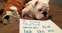 Funny Public Shaming Of Dogs