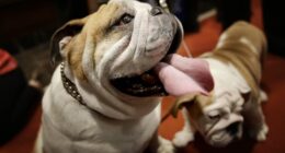 Georgia Police Department in Mourning After Beloved K-9 Dies in Tragic Way – RedState