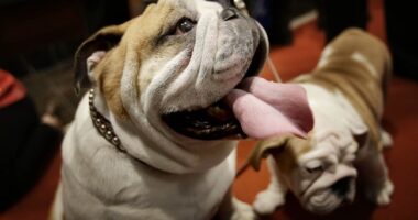 Georgia Police Department in Mourning After Beloved K-9 Dies in Tragic Way – RedState
