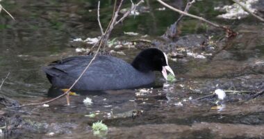 Government unveils bold plan to clean our polluted rivers