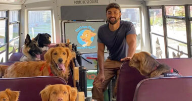 Guy Converts A School Bus To Take Dogs On Daily Adventures