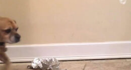 Guy “Sculpts” Dog’s Face In Less Than 1 Minute