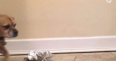 Guy “Sculpts” Dog’s Face In Less Than 1 Minute